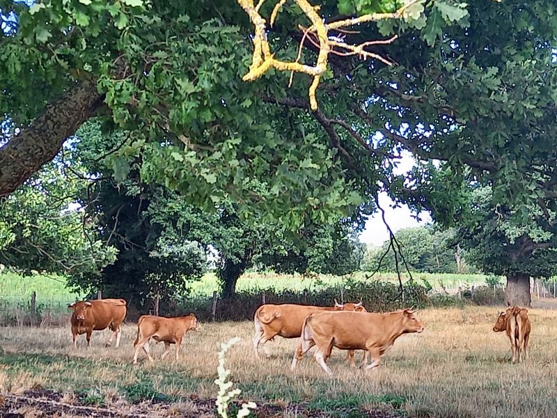 les vaches de Beauregard 